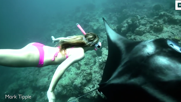 Freediving With Giant Manta Rays - Sputnik International