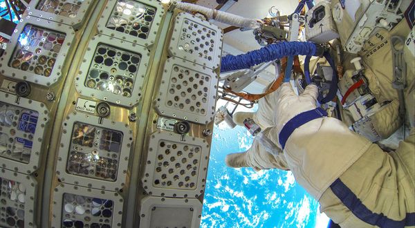 The many different organisms from all participating partners were all mounted in such trays and then exposed to space on the outside of the ISS for one and a half years. The many different organisms from all participating partners were all mounted in such trays and then exposed to space on the outside of the ISS for one and a half years. - Sputnik International