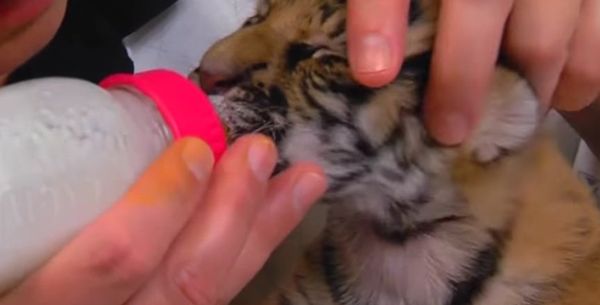 Endangered Malayan Tiger Cubs Born At Cincinnati Zoo Endangered Malayan Tiger Cubs Born At Cincinnati Zoo - Sputnik International