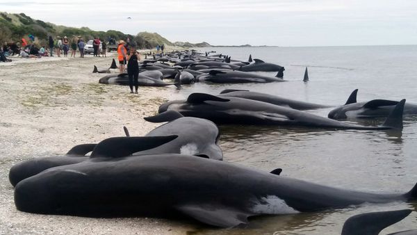 Whales are stranded at Farewell Spit near Nelson, New Zealand Friday, Feb. 10, 2017. - Sputnik International