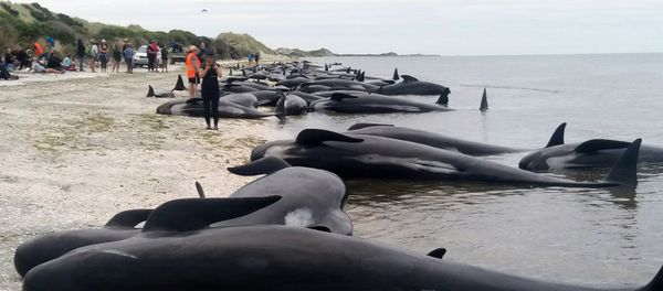 Whales are stranded at Farewell Spit near Nelson, New Zealand Friday, Feb. 10, 2017. Whales are stranded at Farewell Spit near Nelson, New Zealand Friday, Feb. 10, 2017. - Sputnik International