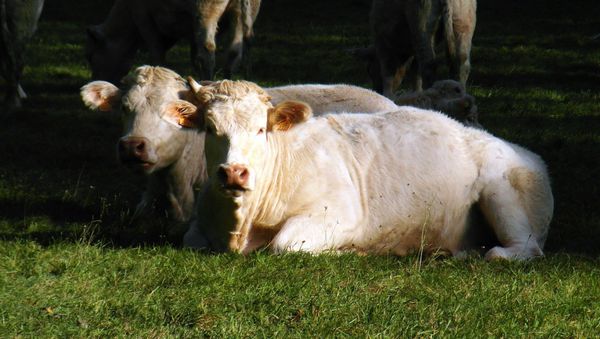 Cows - Sputnik International