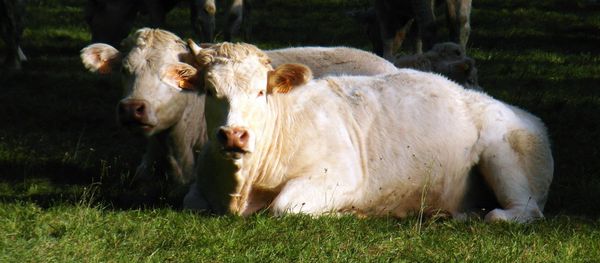 Cows - Sputnik International