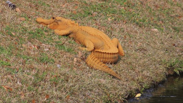 Orange Alligator - Sputnik International