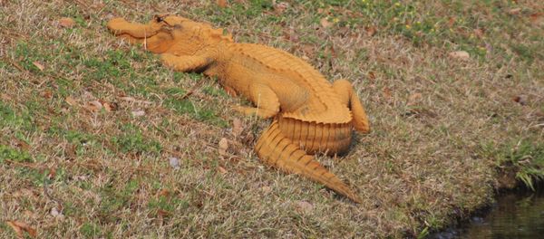 Orange Alligator Orange Alligator - Sputnik International