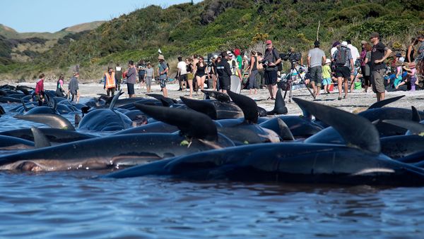 Dead Pilot whales sit on the high tide line during a mass stranding at Farewell Spit on February 11, 2017. - Sputnik International