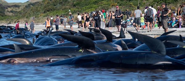 Dead Pilot whales sit on the high tide line during a mass stranding at Farewell Spit on February 11, 2017. Dead Pilot whales sit on the high tide line during a mass stranding at Farewell Spit on February 11, 2017. - Sputnik International