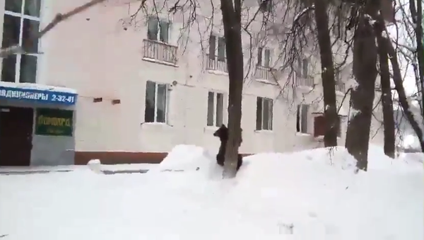Bear - Sputnik International