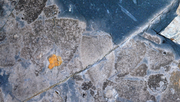 Diverse 444 million-year-old sponges from the Anji Biota of China - Sputnik International