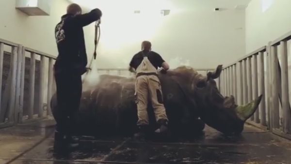 Rhino washing - Sputnik International