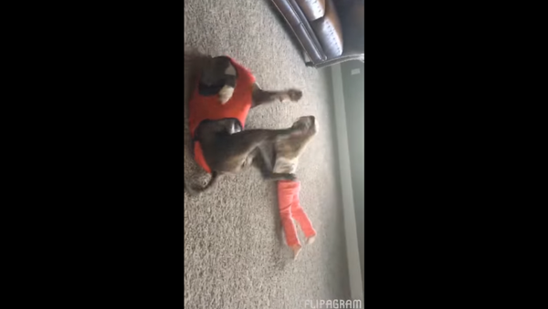 Pittie Does a Cartwheel with Best Friend - Sputnik International