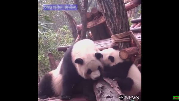 Momma Panda Get Loved On by Daughter - Sputnik International