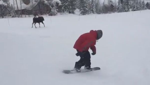 Moose no like front boards - Sputnik International