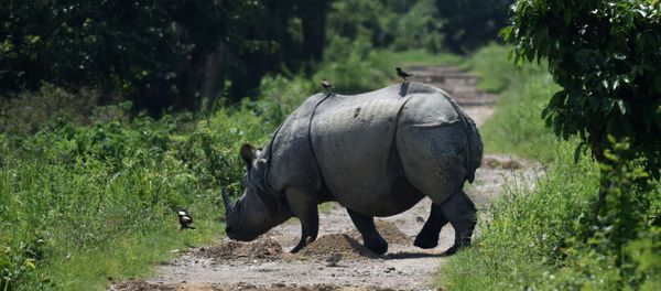 Indian one-horned rhino crosses a path in Kaziranga National Park, some 250kms east of Guwahati (File) Indian one-horned rhino crosses a path in Kaziranga National Park, some 250kms east of Guwahati (File) - Sputnik International