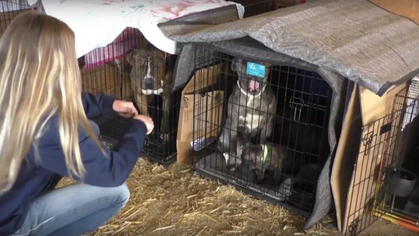Pets Are Being Evacuated Due To The Oroville Dam Crisis - Sputnik International