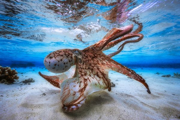 Underwater Photographer of the Year Winners Show Aquatic Beauty Across the Globe - Sputnik International