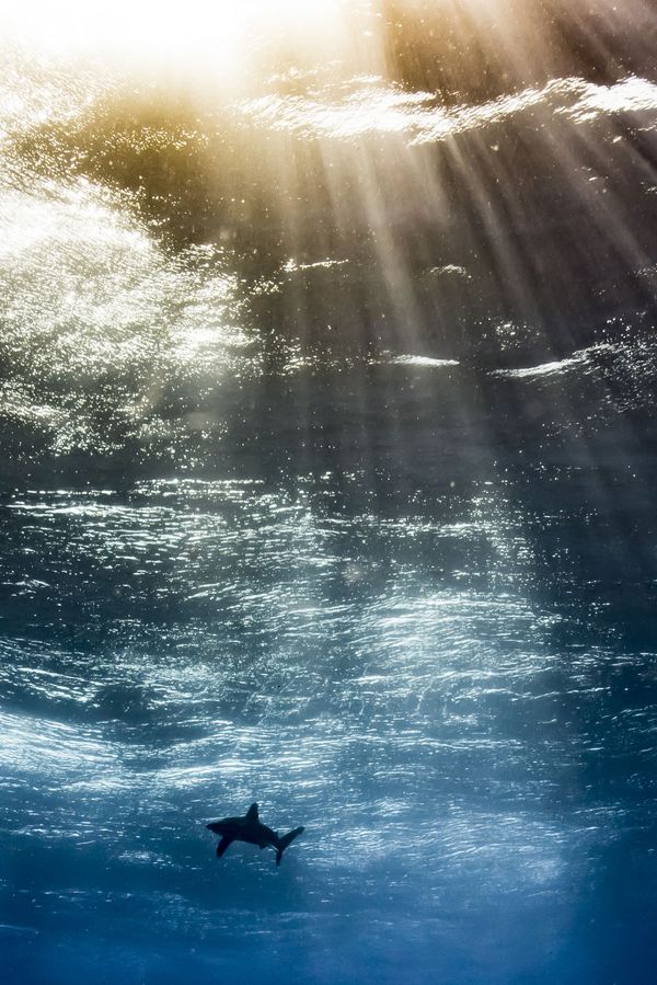 Underwater Photographer of the Year Winners Show Aquatic Beauty Across the Globe - Sputnik International