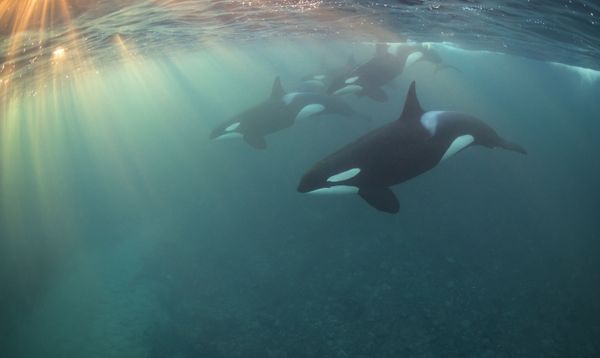 Underwater Photographer of the Year Winners Show Aquatic Beauty Across the Globe - Sputnik International