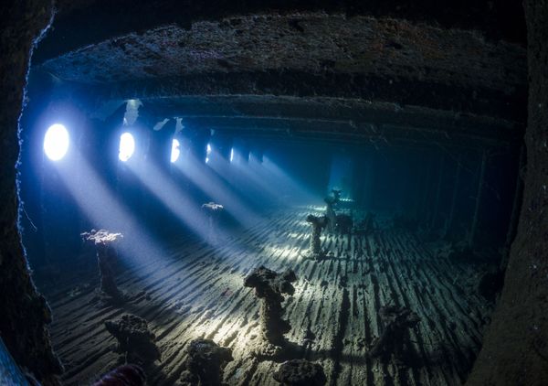 Underwater Photographer of the Year Winners Show Aquatic Beauty Across the Globe - Sputnik International