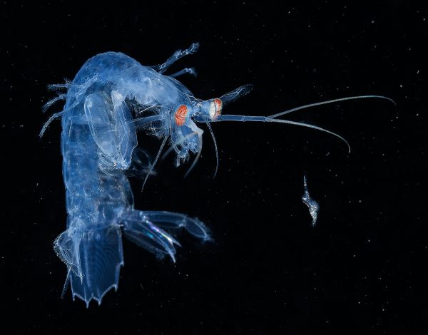 Underwater Photographer of the Year Winners Show Aquatic Beauty Across the Globe - Sputnik International