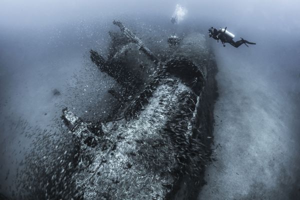 Underwater Photographer of the Year Winners Show Aquatic Beauty Across the Globe - Sputnik International