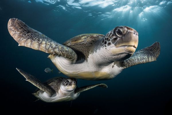 Underwater Photographer of the Year Winners Show Aquatic Beauty Across the Globe - Sputnik International