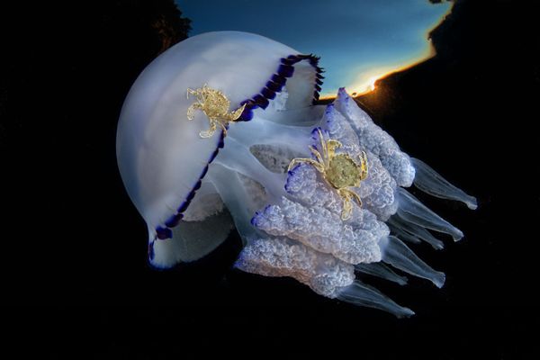 Underwater Photographer of the Year Winners Show Aquatic Beauty Across the Globe - Sputnik International