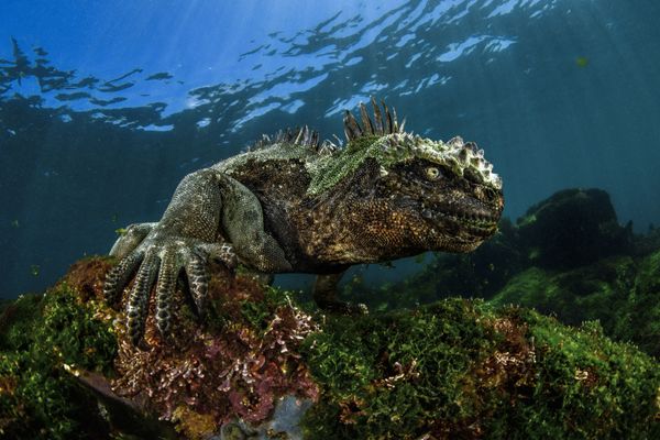Underwater Photographer of the Year Winners Show Aquatic Beauty Across the Globe - Sputnik International
