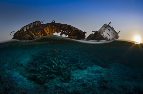Underwater Photographer of the Year Winners Show Aquatic Beauty Across the Globe - Sputnik International