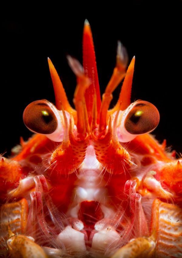 Underwater Photographer of the Year Winners Show Aquatic Beauty Across the Globe - Sputnik International