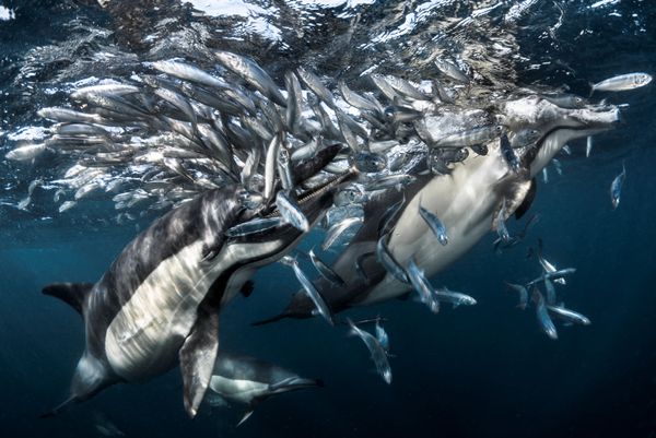 Underwater Photographer of the Year Winners Show Aquatic Beauty Across the Globe - Sputnik International