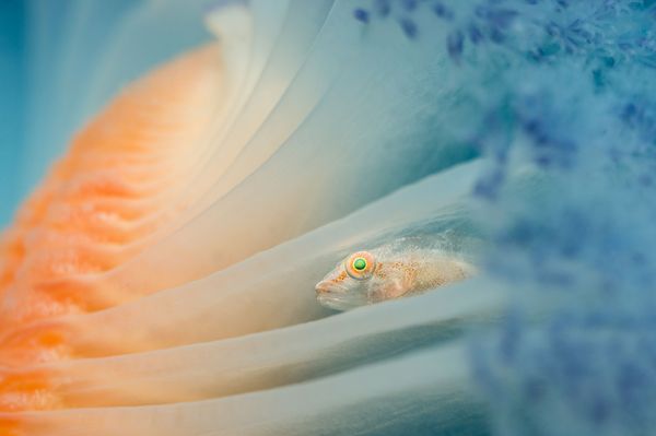 Underwater Photographer of the Year Winners Show Aquatic Beauty Across the Globe - Sputnik International