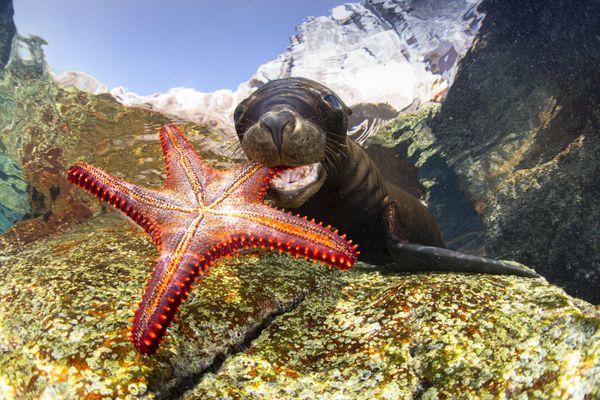 Underwater Photographer of the Year Winners Show Aquatic Beauty Across the Globe - Sputnik International