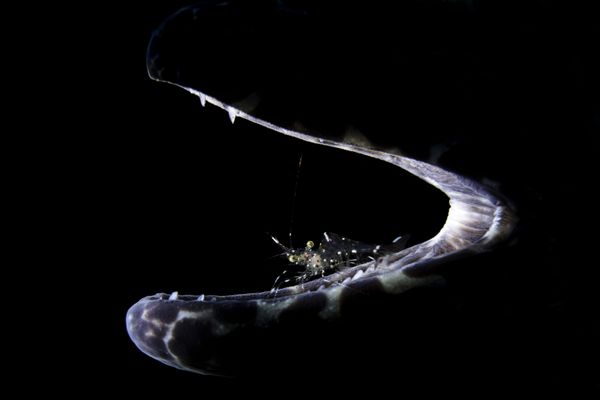 Underwater Photographer of the Year Winners Show Aquatic Beauty Across the Globe - Sputnik International