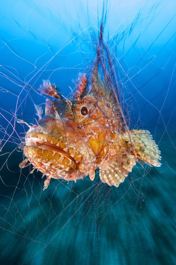 Underwater Photographer of the Year Winners Show Aquatic Beauty Across the Globe - Sputnik International