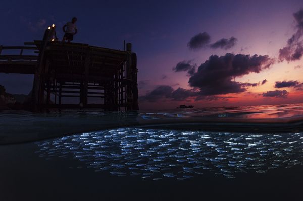 Underwater Photographer of the Year Winners Show Aquatic Beauty Across the Globe - Sputnik International