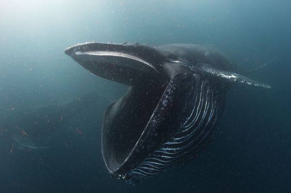 Underwater Photographer of the Year Winners Show Aquatic Beauty Across the Globe - Sputnik International
