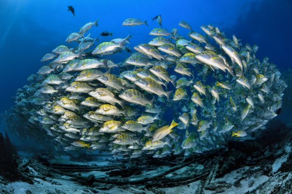 Underwater Photographer of the Year Winners Show Aquatic Beauty Across the Globe - Sputnik International