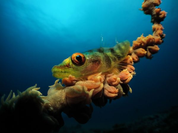 Underwater Photographer of the Year Winners Show Aquatic Beauty Across the Globe - Sputnik International
