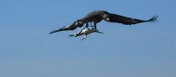 French Air Force Training Eagles To Bring Down Drones French Air Force Training Eagles To Bring Down Drones - Sputnik International
