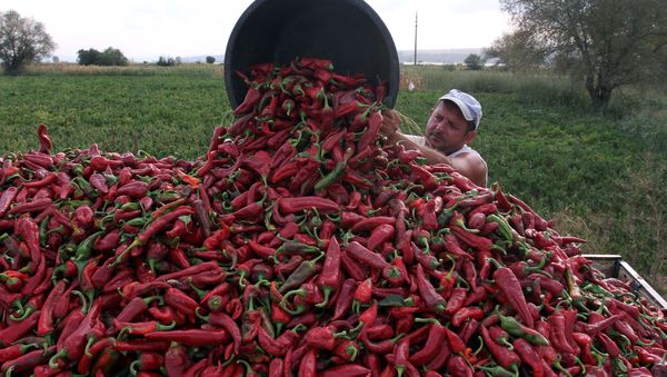 A farmer collects red paprika from a field in the village of Donja Lokosnica, near the city of Leskovac, Southern Serbia, on September 16, 2013 - Sputnik International