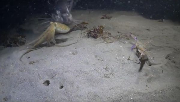Red Octopus Face Off with a Swimmer Crab - Sputnik International