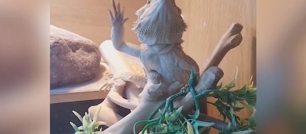 This is what my Lizard does when I wave to him This is what my Lizard does when I wave to him - Sputnik International