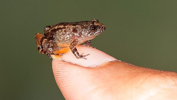 Vijayan’s night frog (Nyctibatrachus pulivijayani), a newfound 13.6-millimeter frog, sits comfortably on a thumbnail - Sputnik International