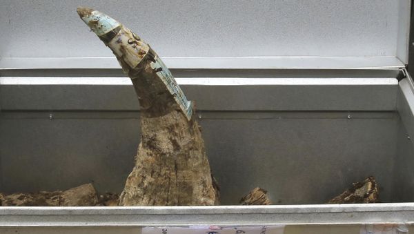Rhino horn is placed in a container (File) - Sputnik International