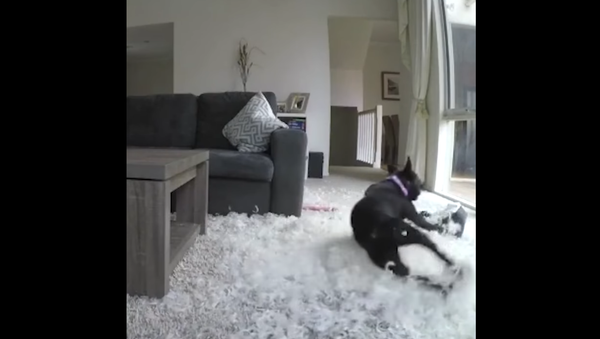 Frenchie Doesn’t Want to be Left Alone - Sputnik International