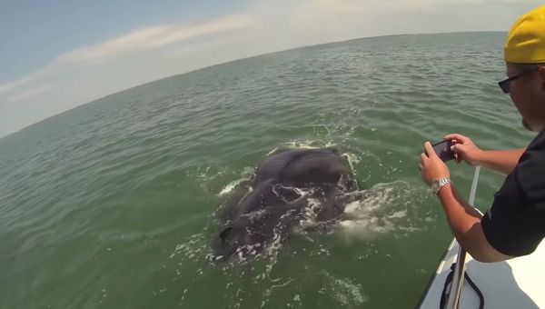 Car-sized sea creature surprises South Carolina fishermen - Sputnik International
