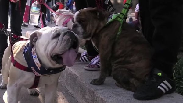 950 Bulldogs Set Pawsitive Guinness World Record - Sputnik International