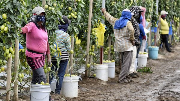 Farm day laborers work at a tomato field in Los Pinos, San Quintin Valley, Baja California State, Mexico (File) - Sputnik International