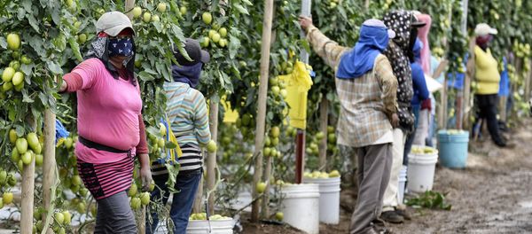 Farm day laborers work at a tomato field in Los Pinos, San Quintin Valley, Baja California State, Mexico (File) Farm day laborers work at a tomato field in Los Pinos, San Quintin Valley, Baja California State, Mexico (File) - Sputnik International